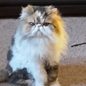 Meet your Posher, Kim